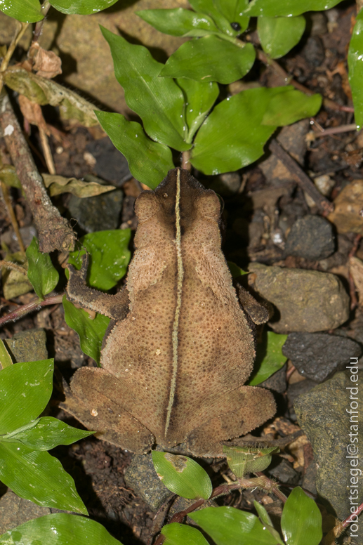 panama